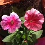 Petunias - one of Nature's many wonders.